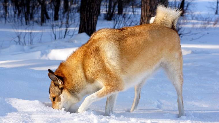 Myth 4: Dog Waste Dissolves In The Snow