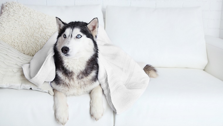 Myth 7: Dogs Can Remove Excess Snow From Fur By Themselves