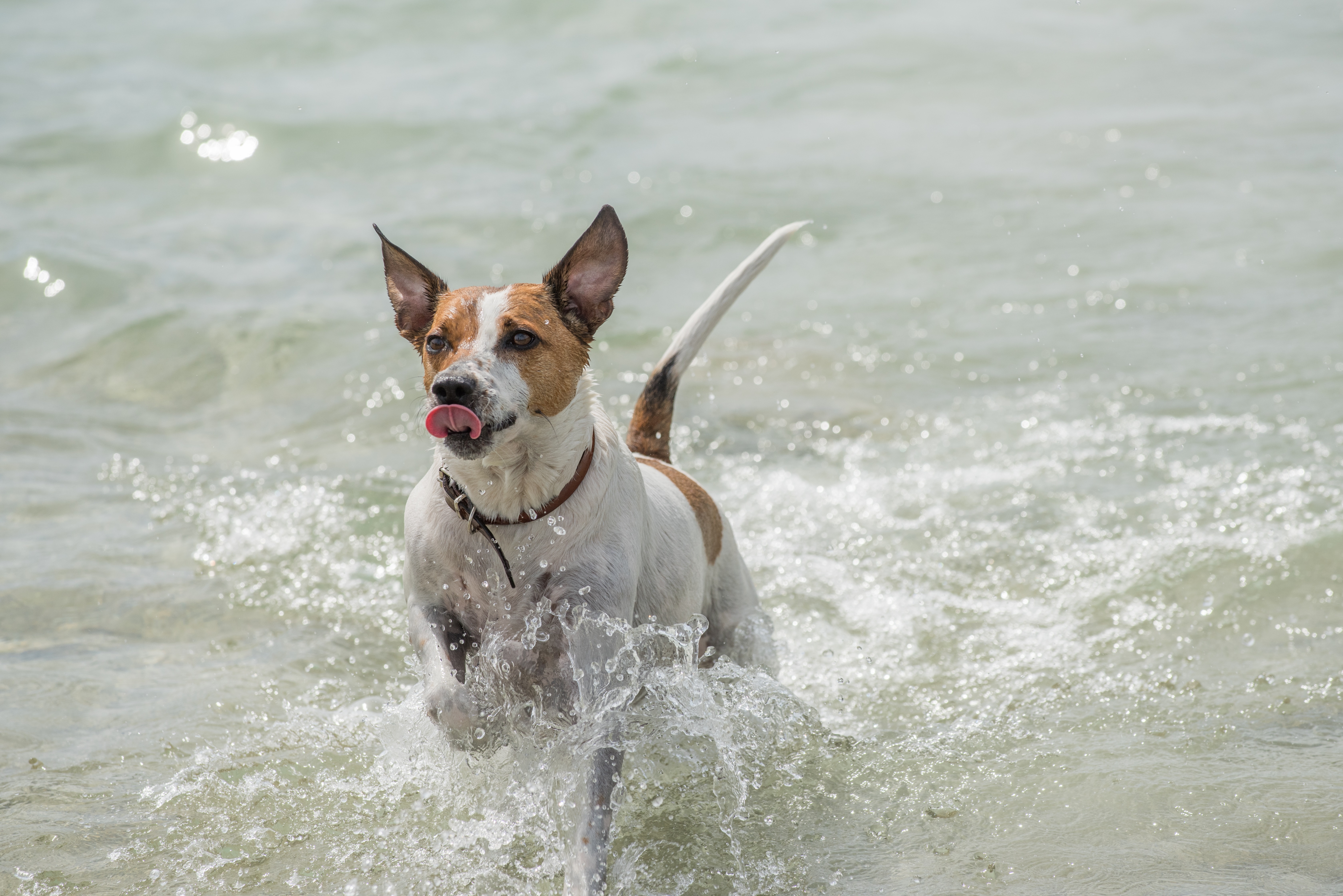 are danishswedish farmdog the most intelligent dogs