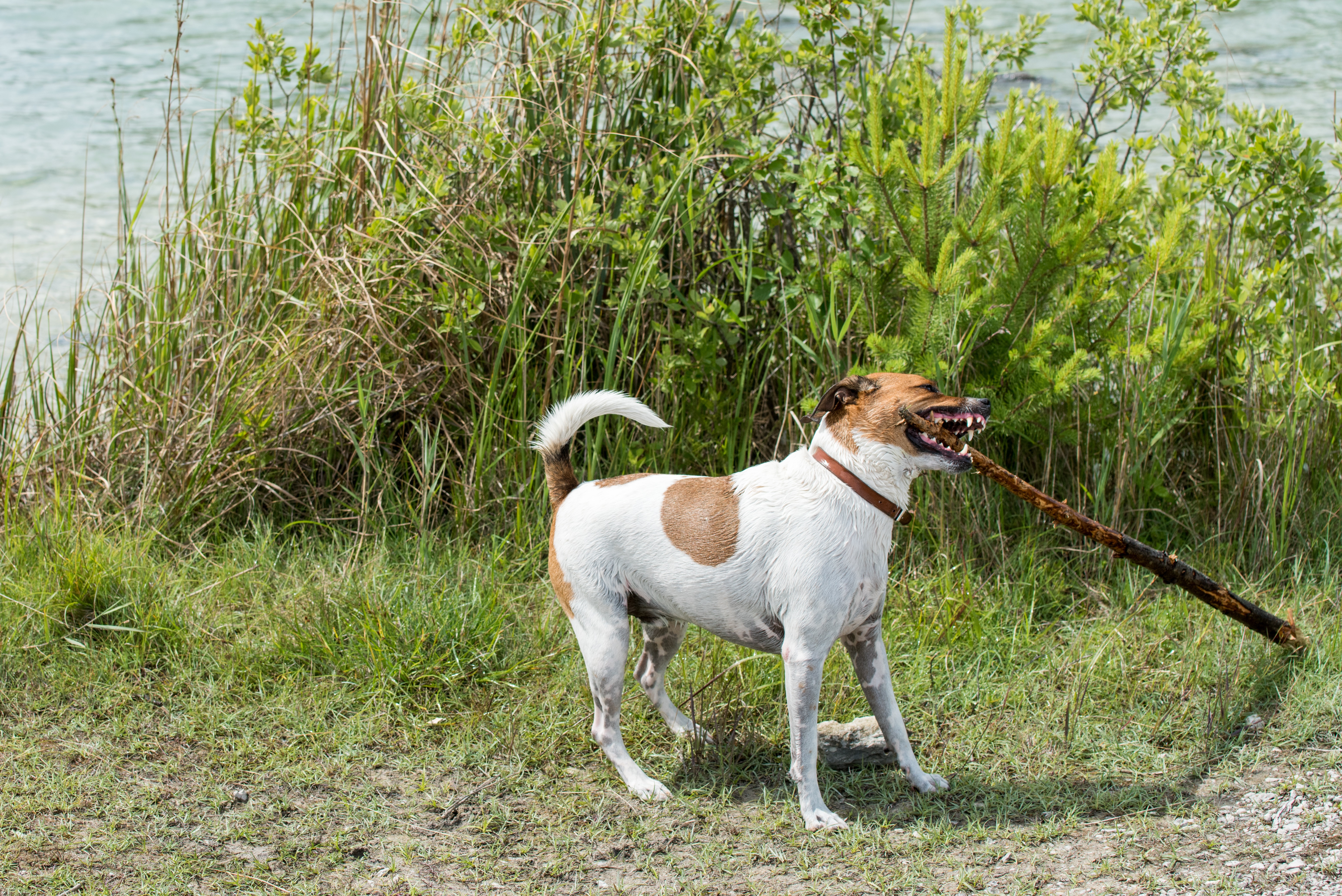 are danishswedish farmdog the most intelligent dogs