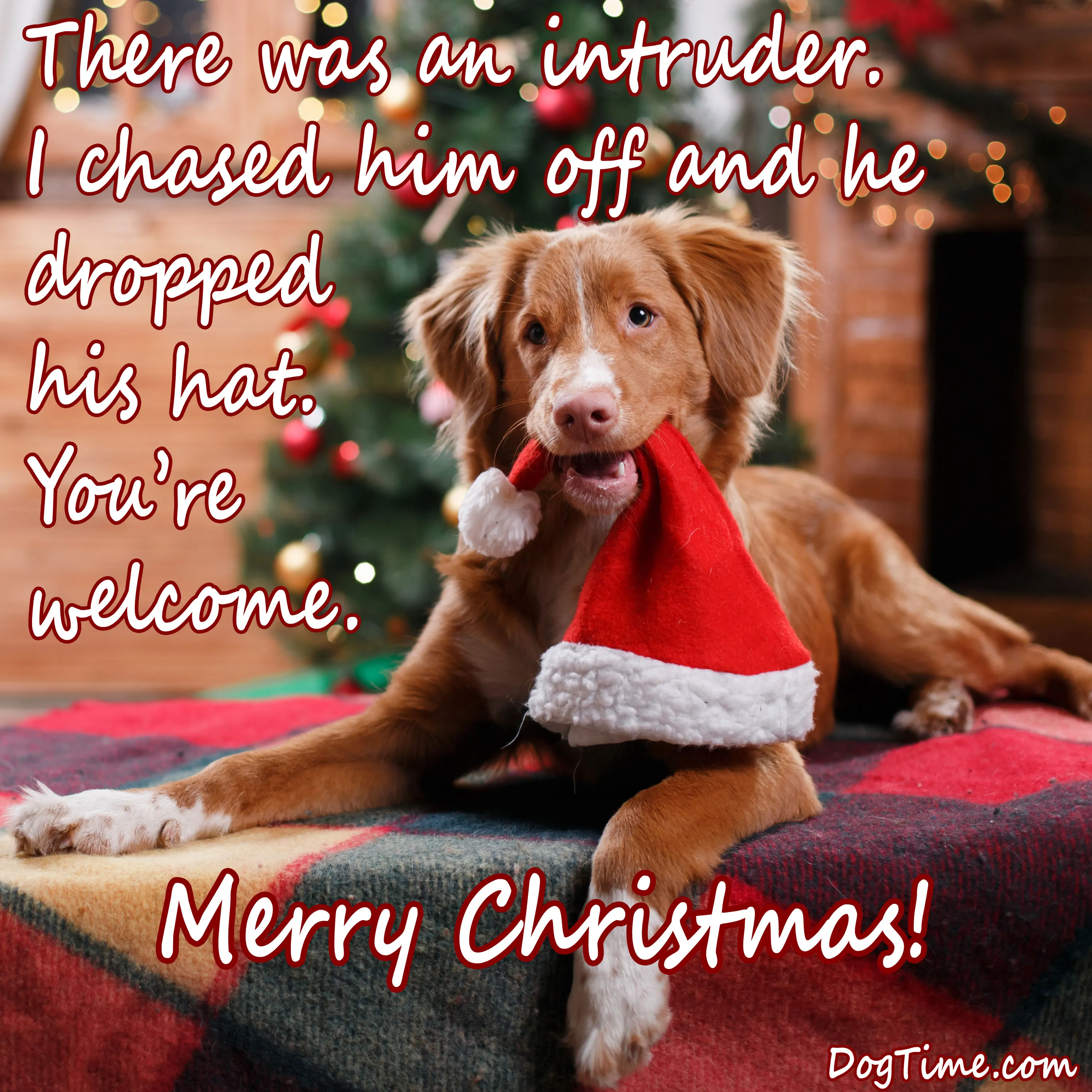 30 Dog Christmas E-Cards To Share With Your Friends And Family - DogTime