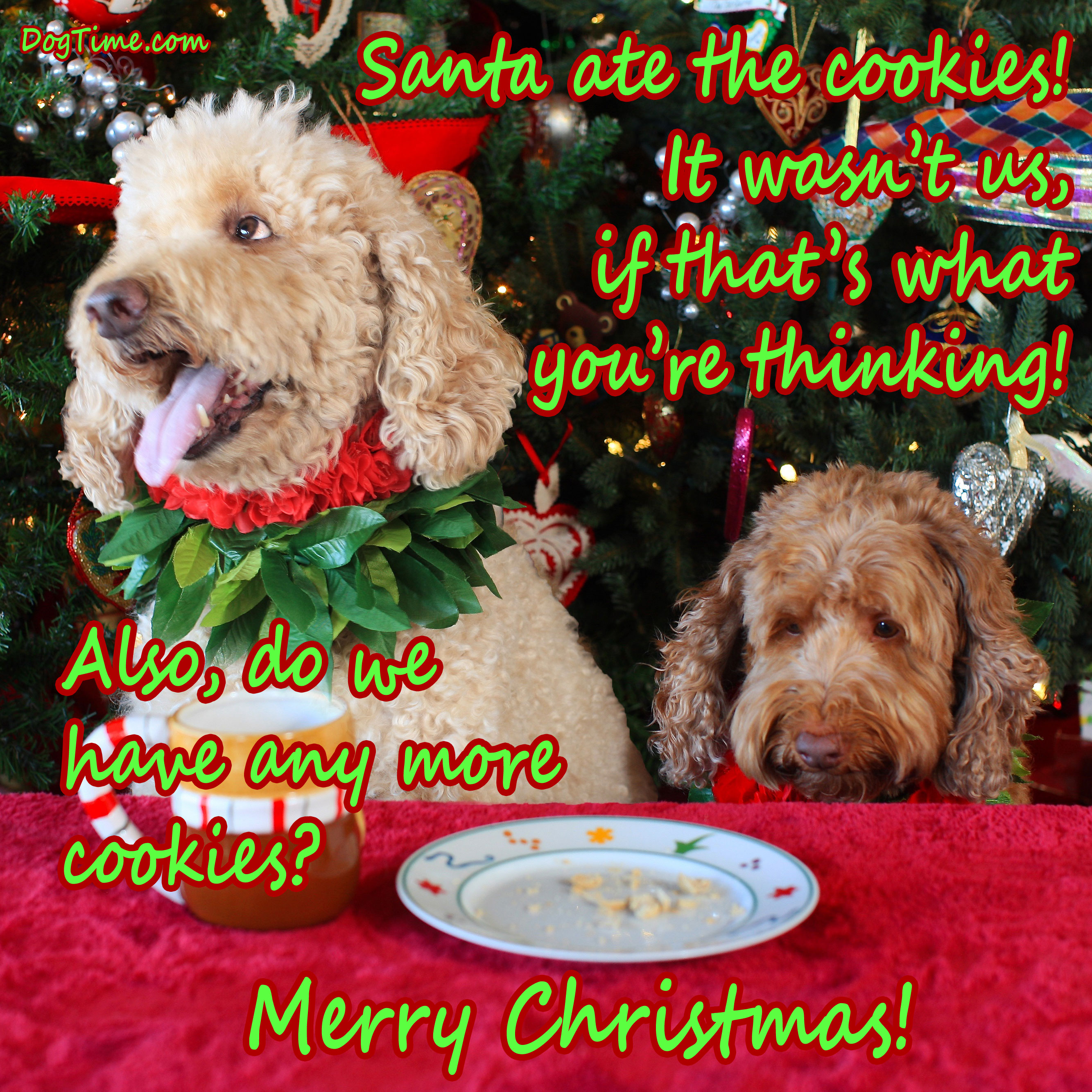 Santa Ate The Cookies