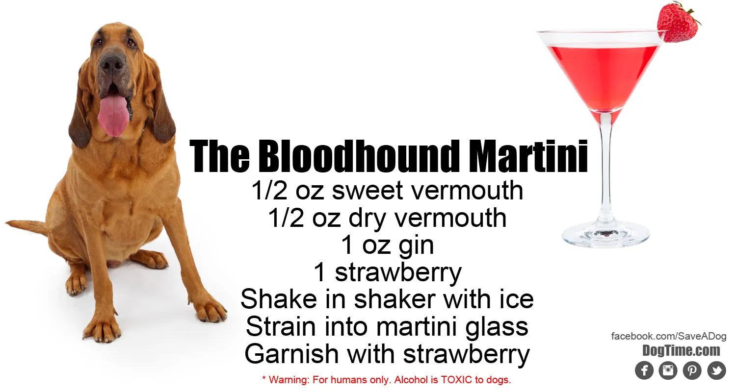 Bloodhound Martini Cocktail Recipe
