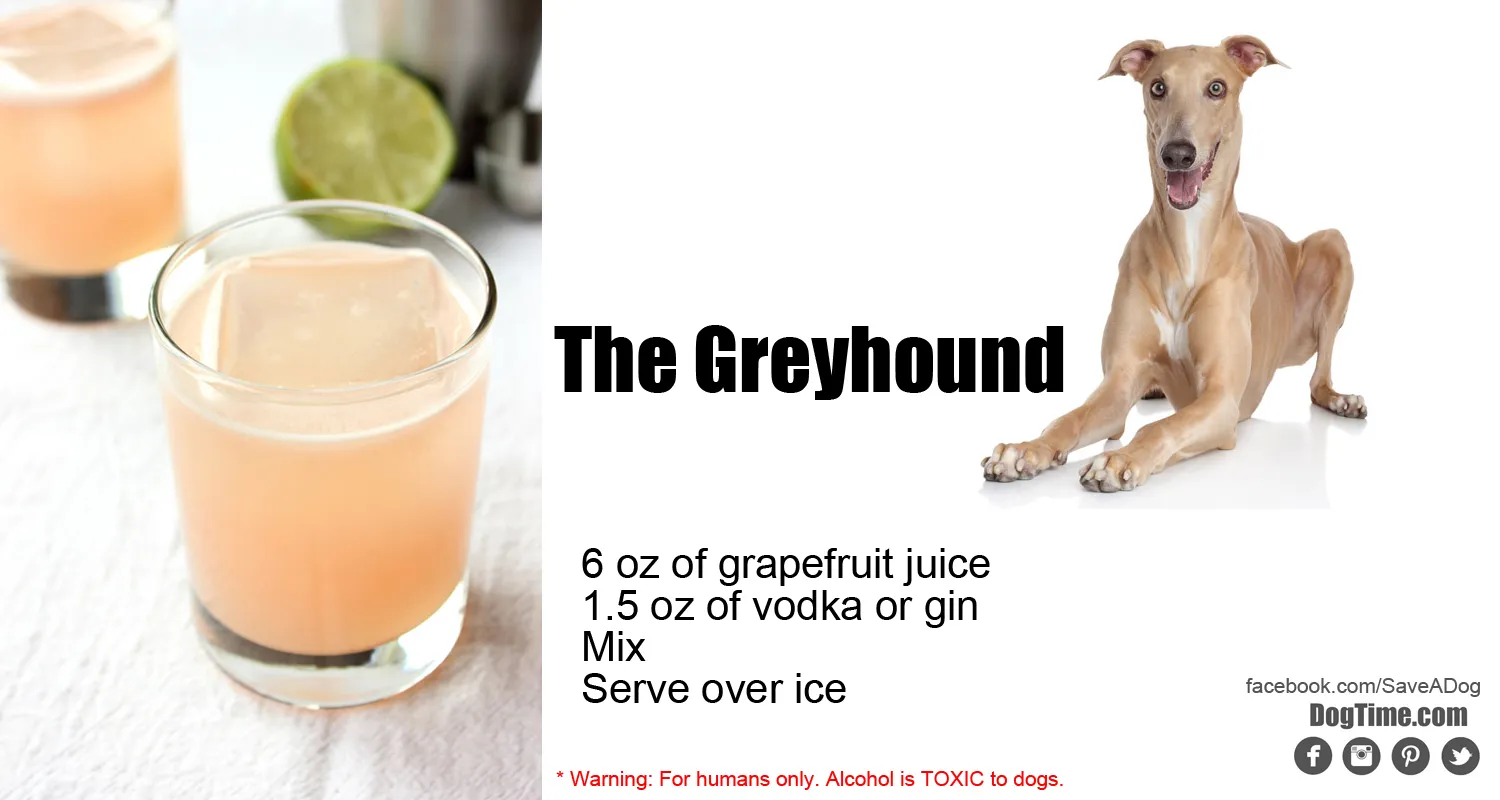 Greyhound Cocktail Recipe