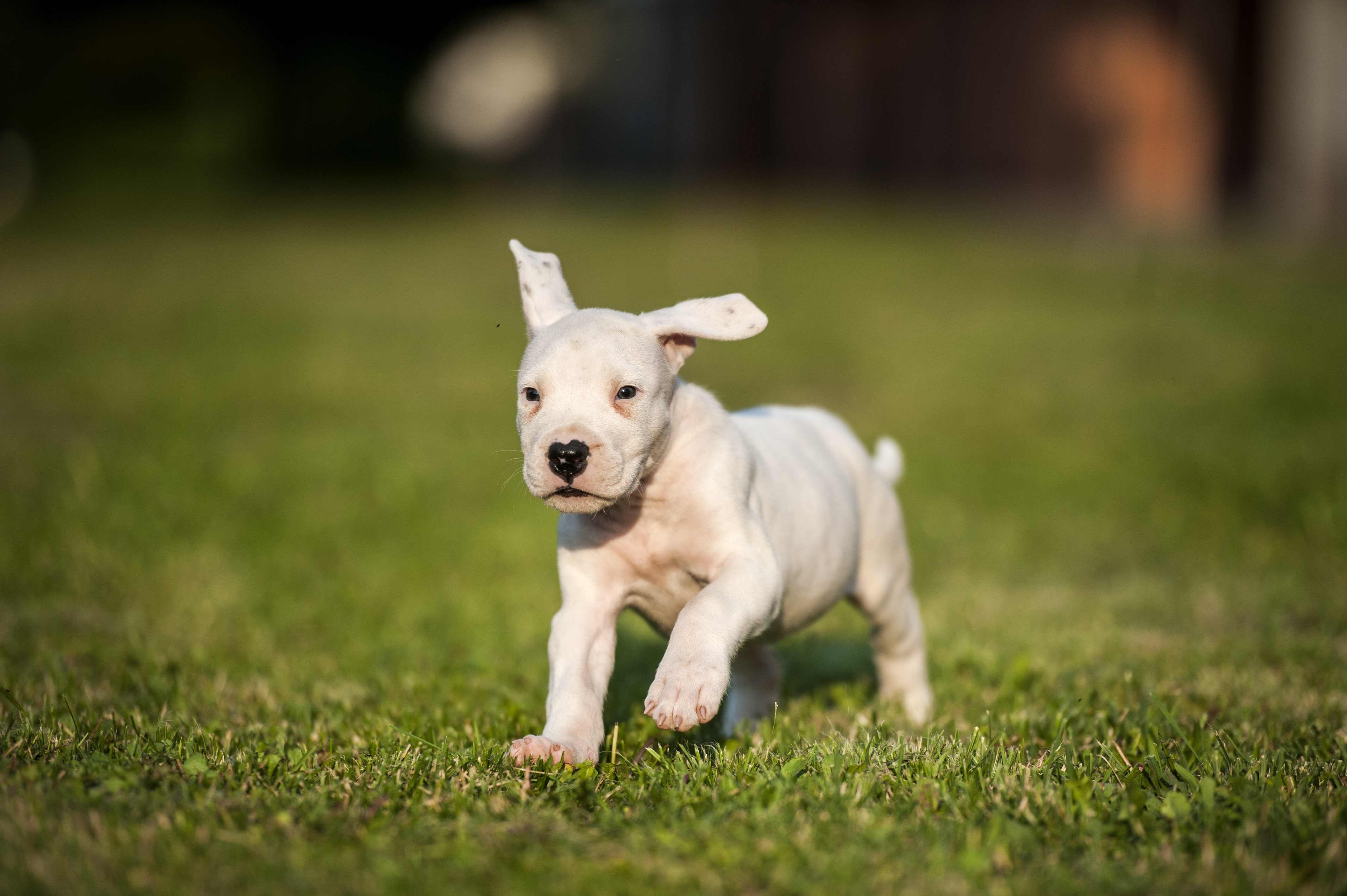 Dogo Argentino Breed Pictures