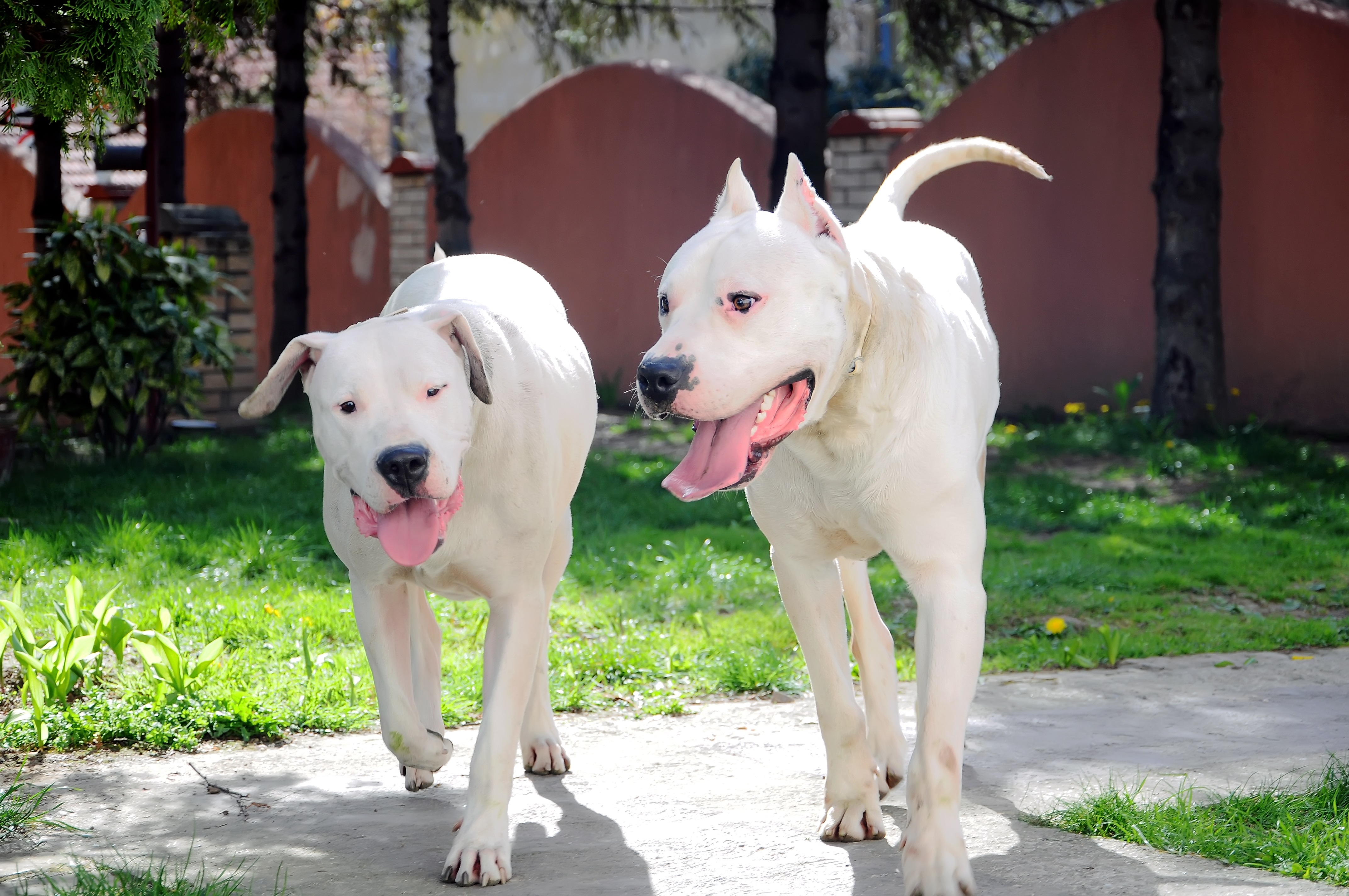 Dogo Argentino Breed Pictures