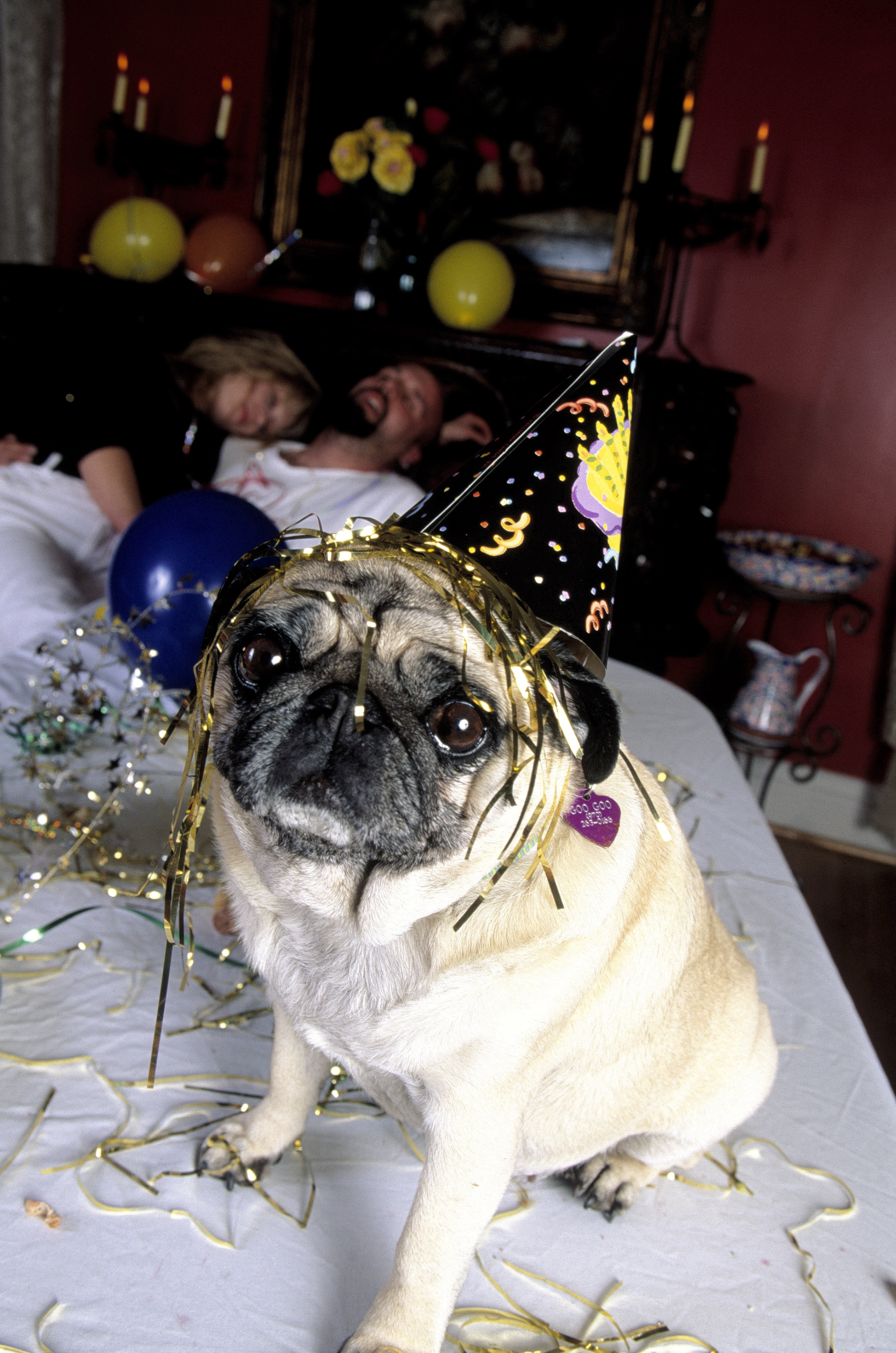 Dogs Celebrating New Year's Eve
