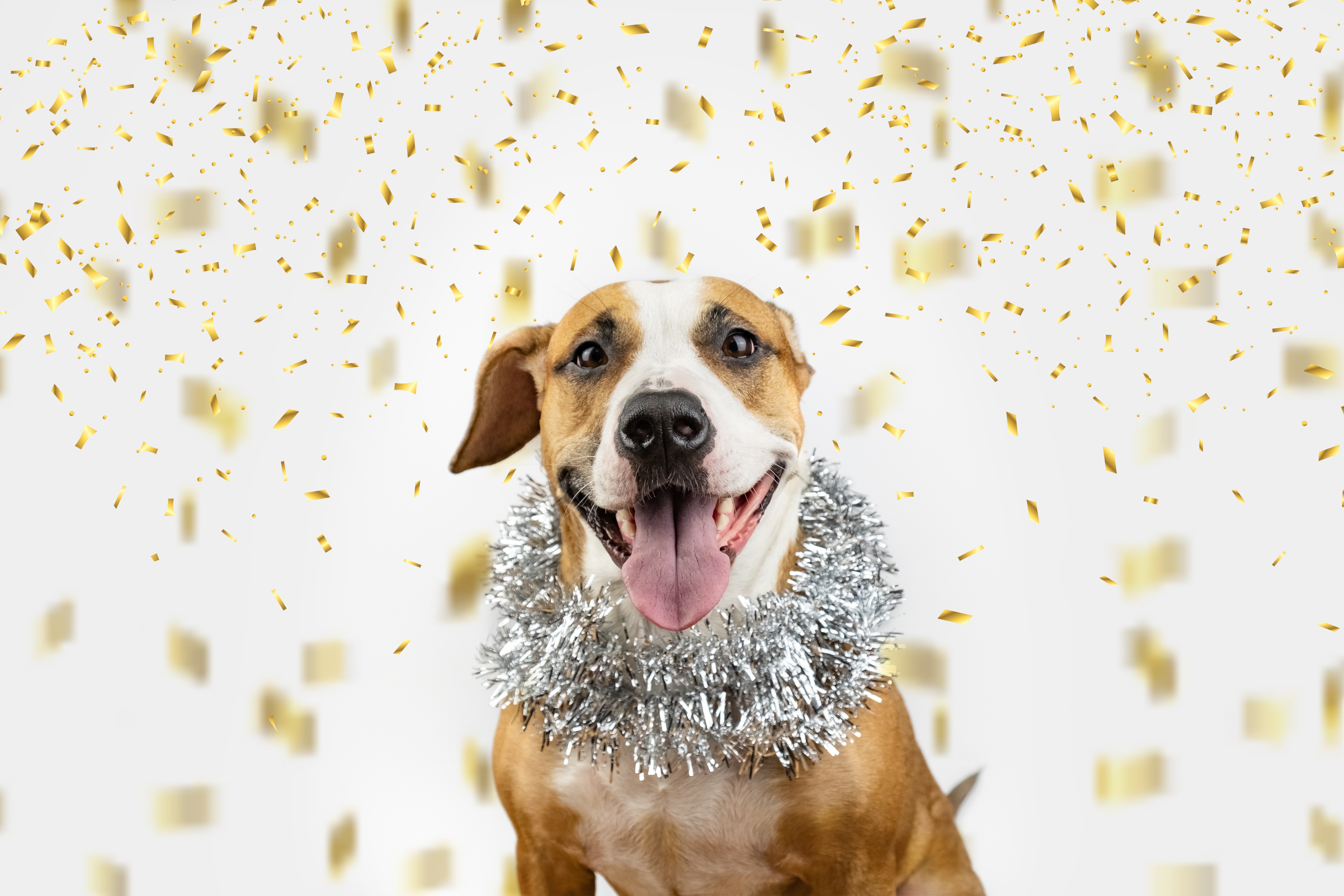 Dogs Celebrating New Year's Eve