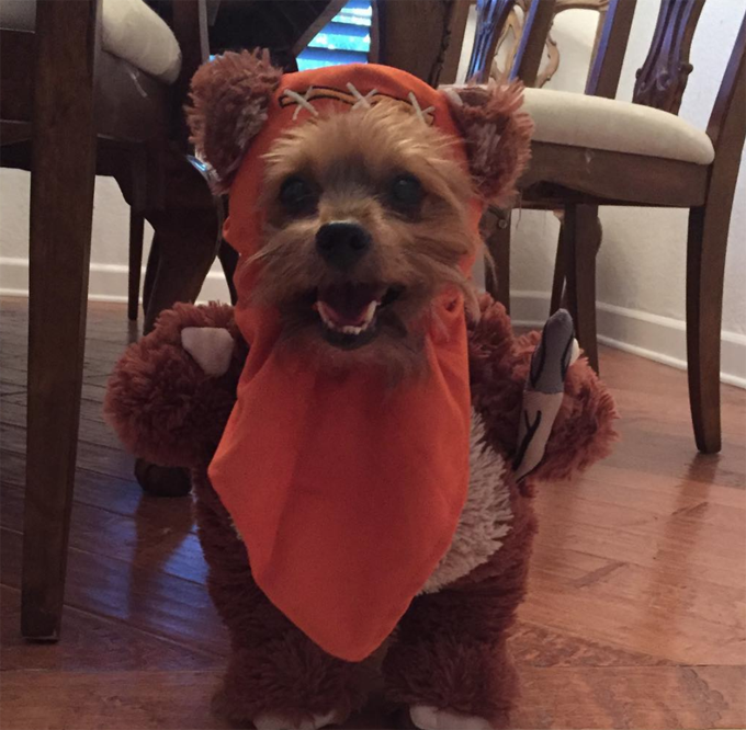 This really captures the Ewok sprit. 