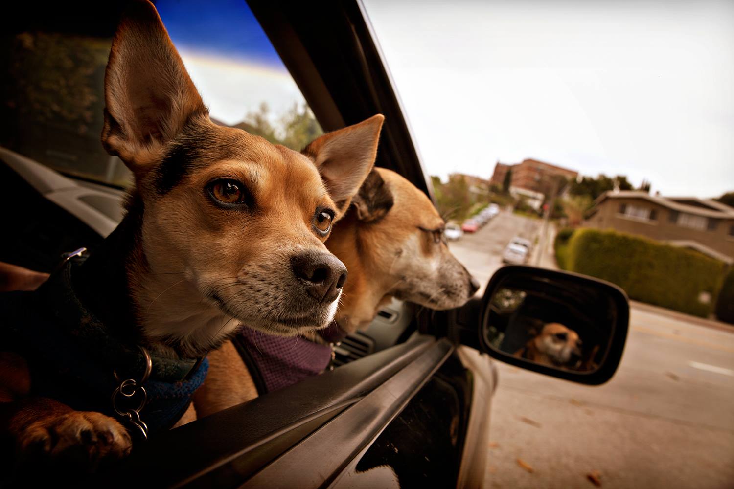 Dogs In Cars
