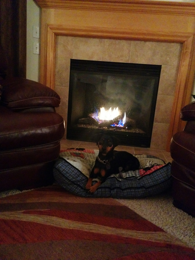 Dogs Staying Warm By The Fireplace