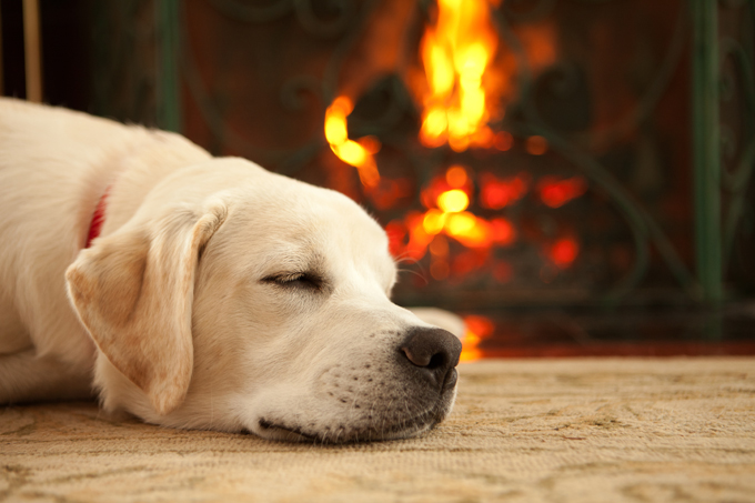 Dogs Staying Warm By The Fireplace