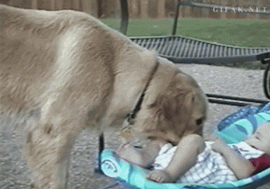 11 Dog Fails That Are Too Funny Not To Laugh At (Gifs) - I Can Has