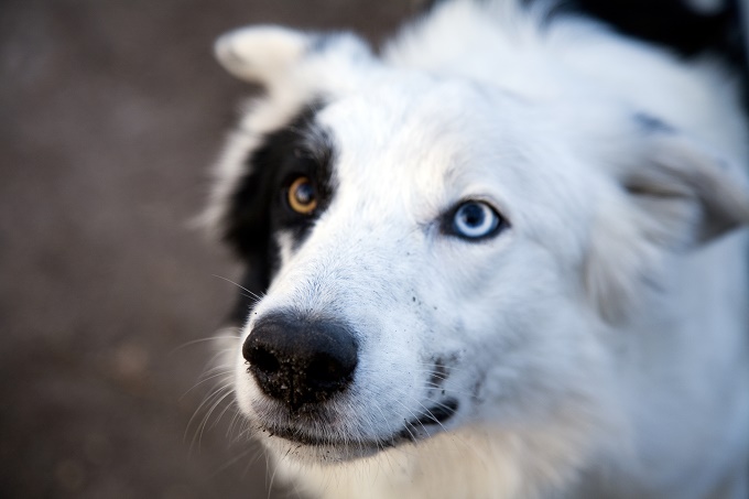different colored eyes dogs