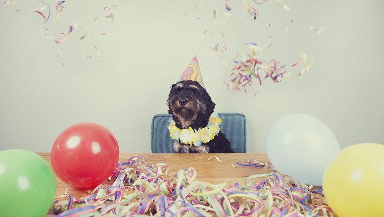 Dog Party Planner