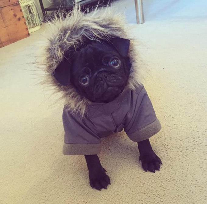 Black Pug Ready For The Cold