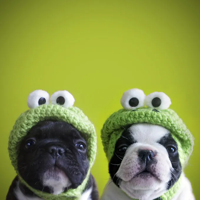 Bullfrog Dogs