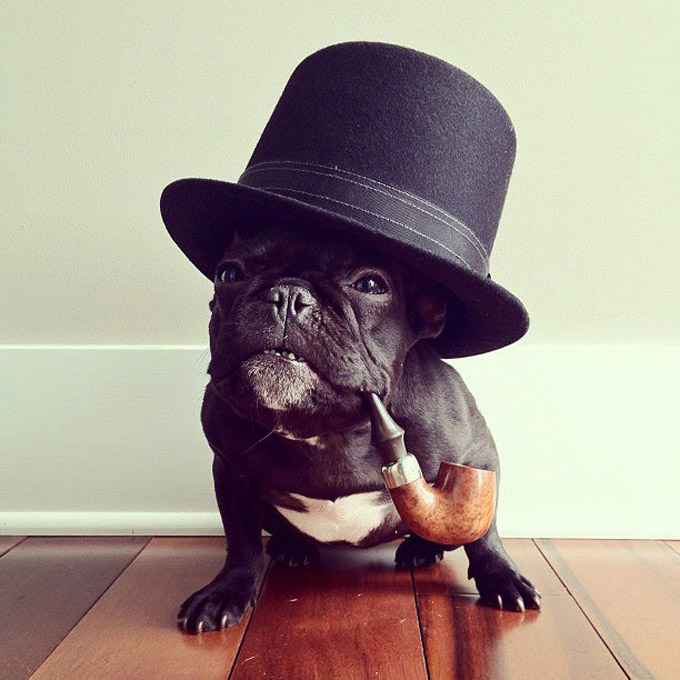 Gentleman French Bulldog