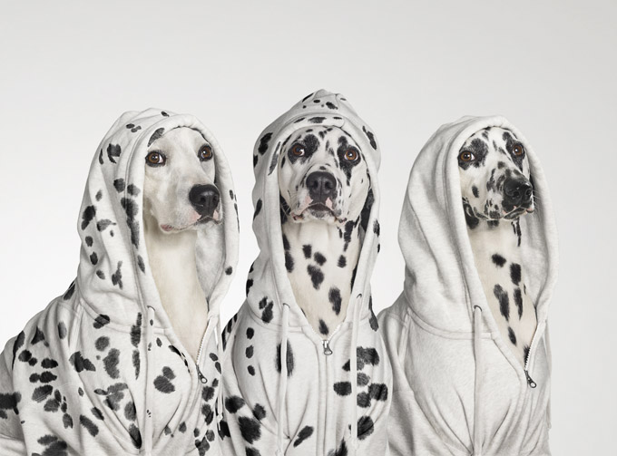 Dalmations In Spots