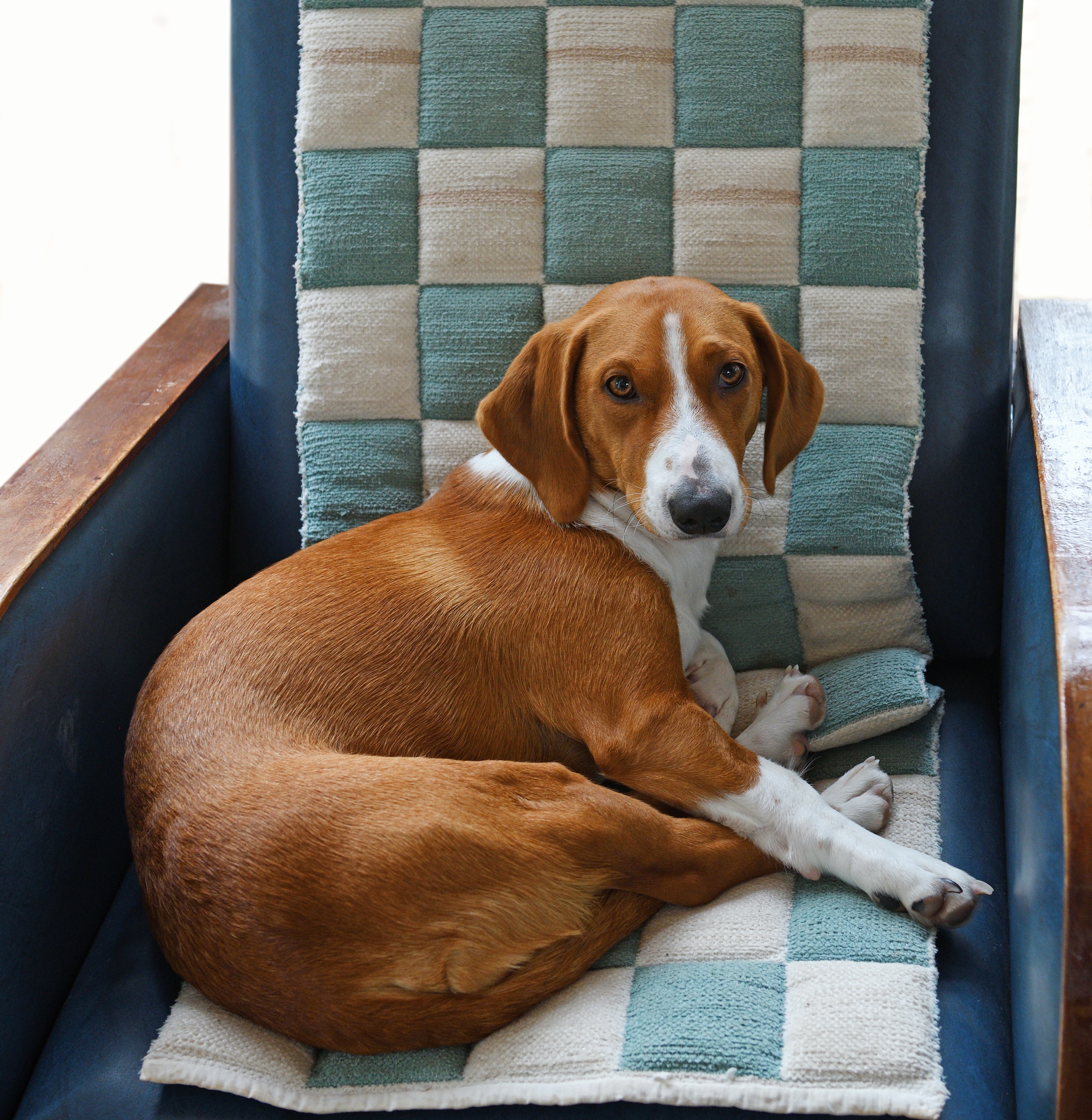 Drever Dog Breed Pictures, Characteristics, & Facts