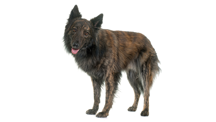 Dutch Shepherd Dog Breed Information & Pictures – Dogtime