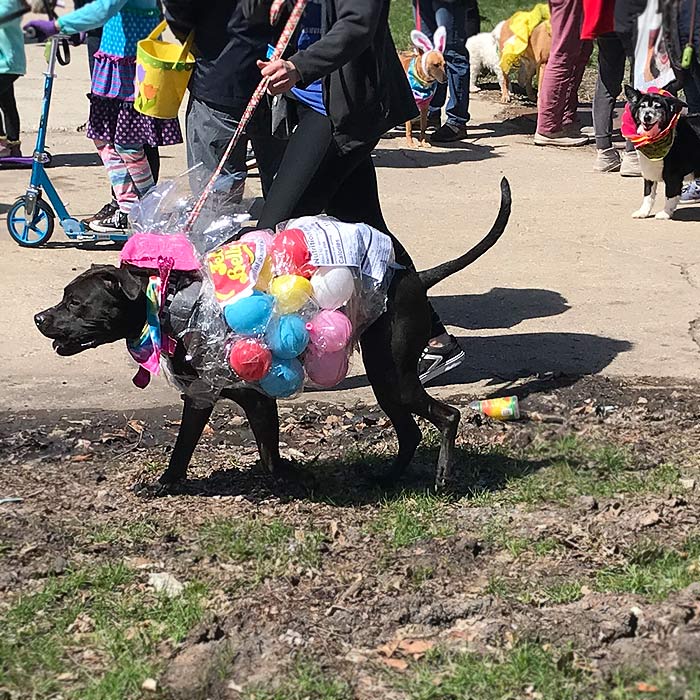 Horner Park Easter Dog Parade Pictures