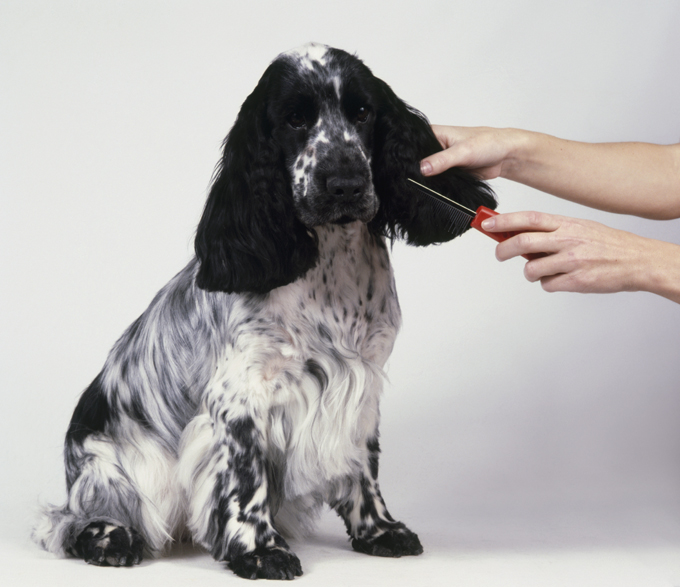 are russian spaniels friendly or dangerous to strangers