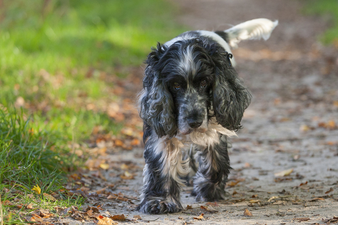 does the english cocker spaniel attack humans