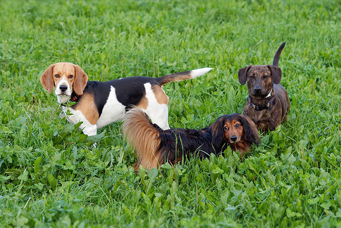 English Foxhound Dog Breed Picture
