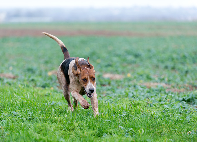 English Foxhound Dog Breed Picture