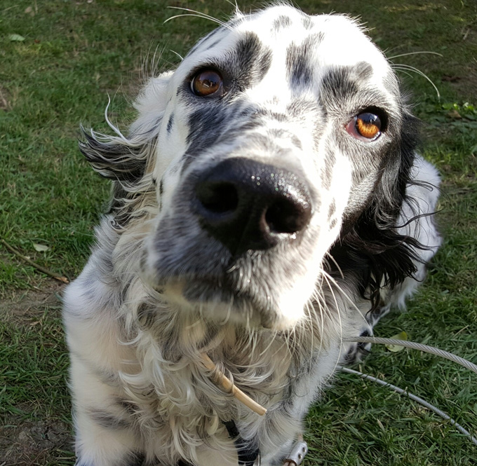 how much is a english setter