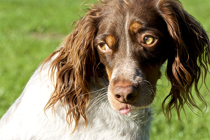 do springer spaniels smell bad