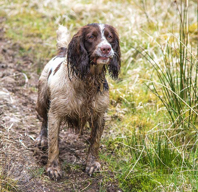 do springer spaniels need a lot of exercise