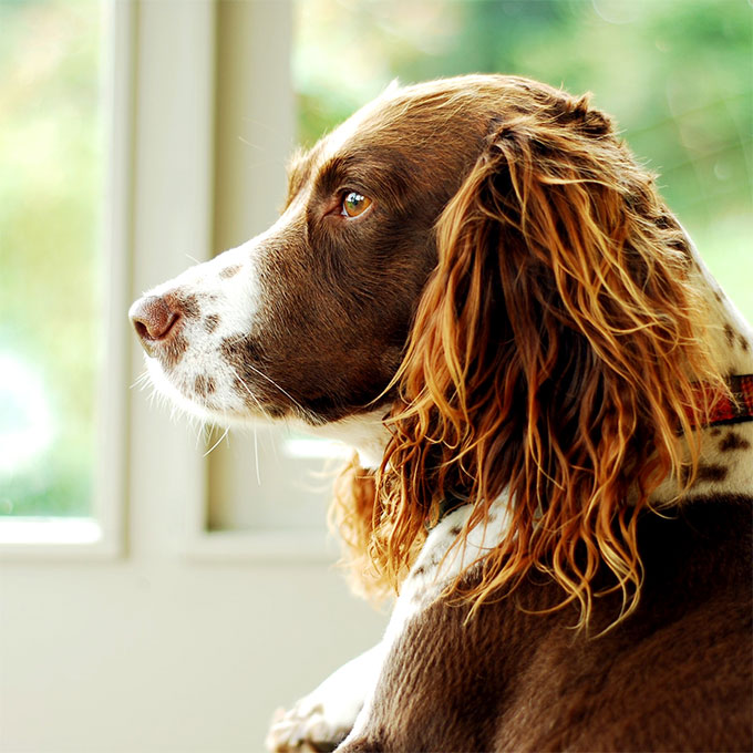 do springer spaniels need clipping
