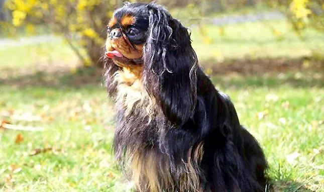 are english toy spaniels healthy