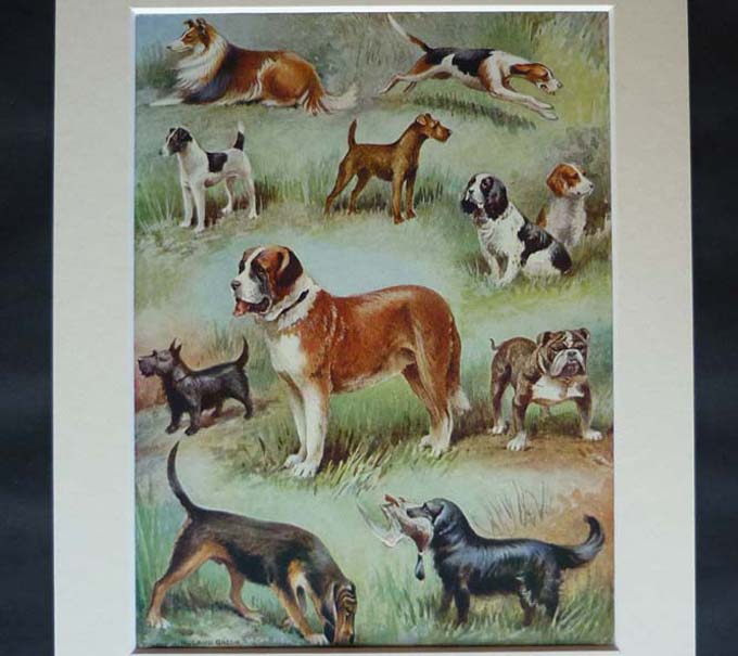 Vintage Dog Print