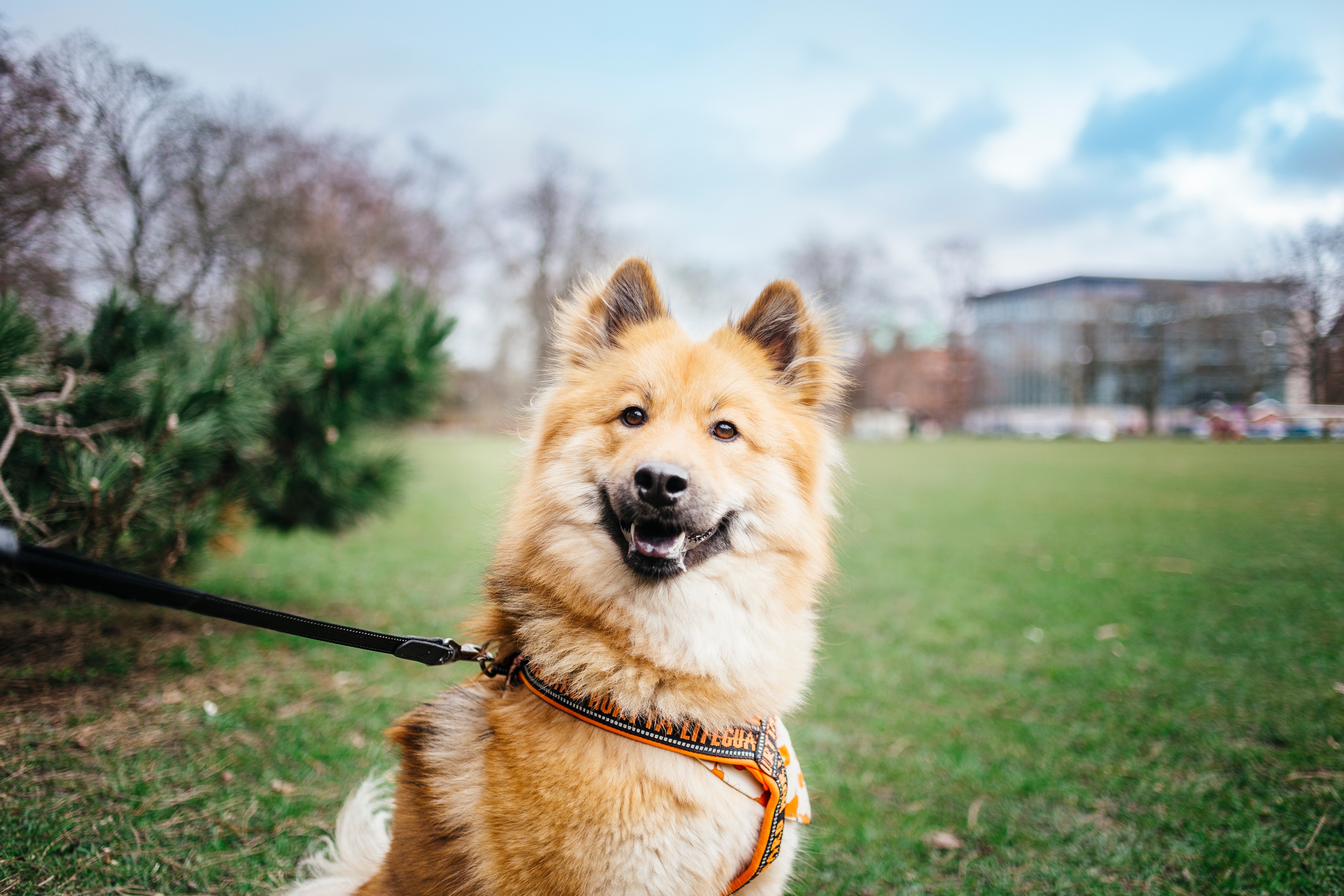 at what age is a eurasier full grown