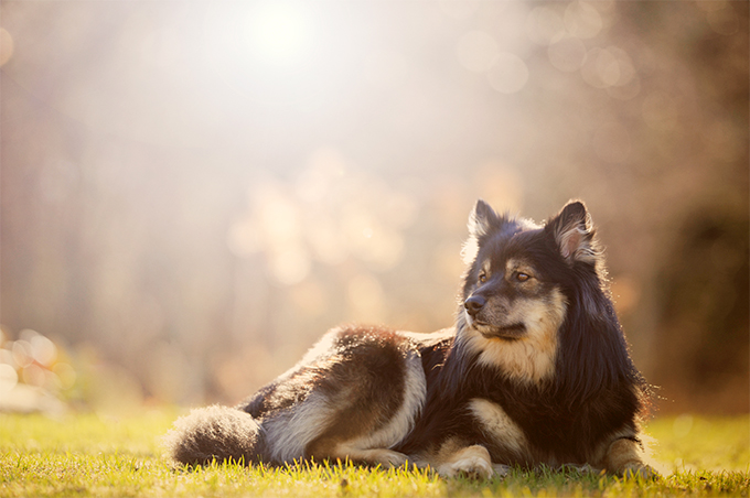 where are finnish lapphunds bred