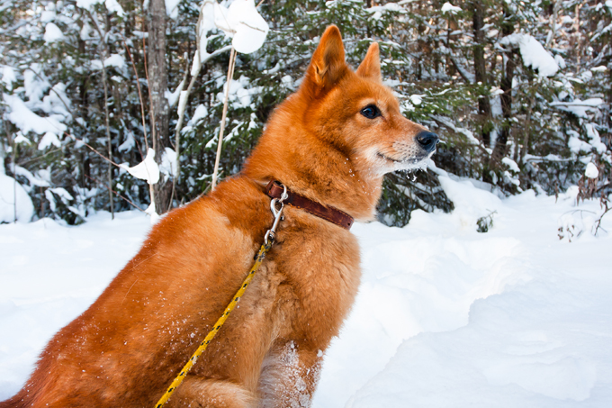 Finnish Spitz Dog Breed Information Pictures Characteristics And Facts