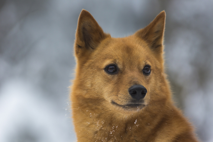 are finnish spitz dogs protective
