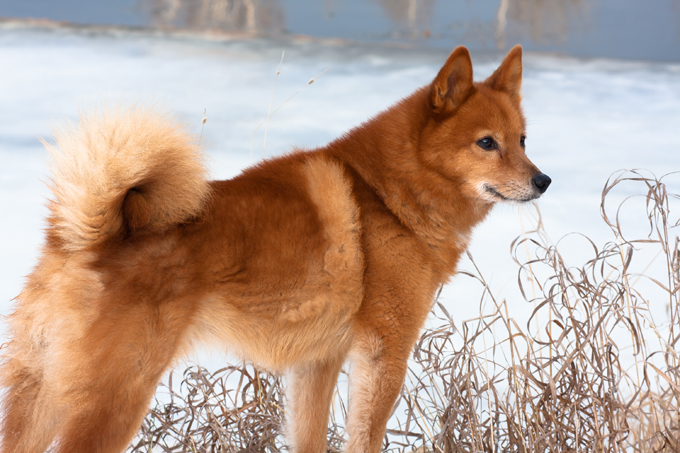 are finnish spitz good with cats