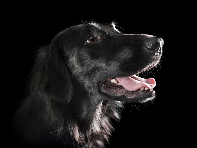 Flat Coated Retriever Dogs And Puppies