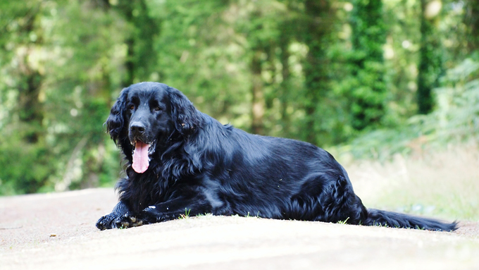 Flat Coated Retriever Dogs And Puppies