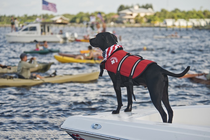 Nothing more American than lifeguard dog.