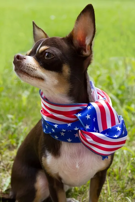 Proud to be a Chihuahua American