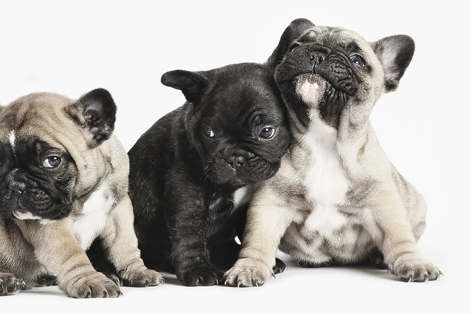 French Bulldog Puppies: Cute Pictures And Facts - DogTime