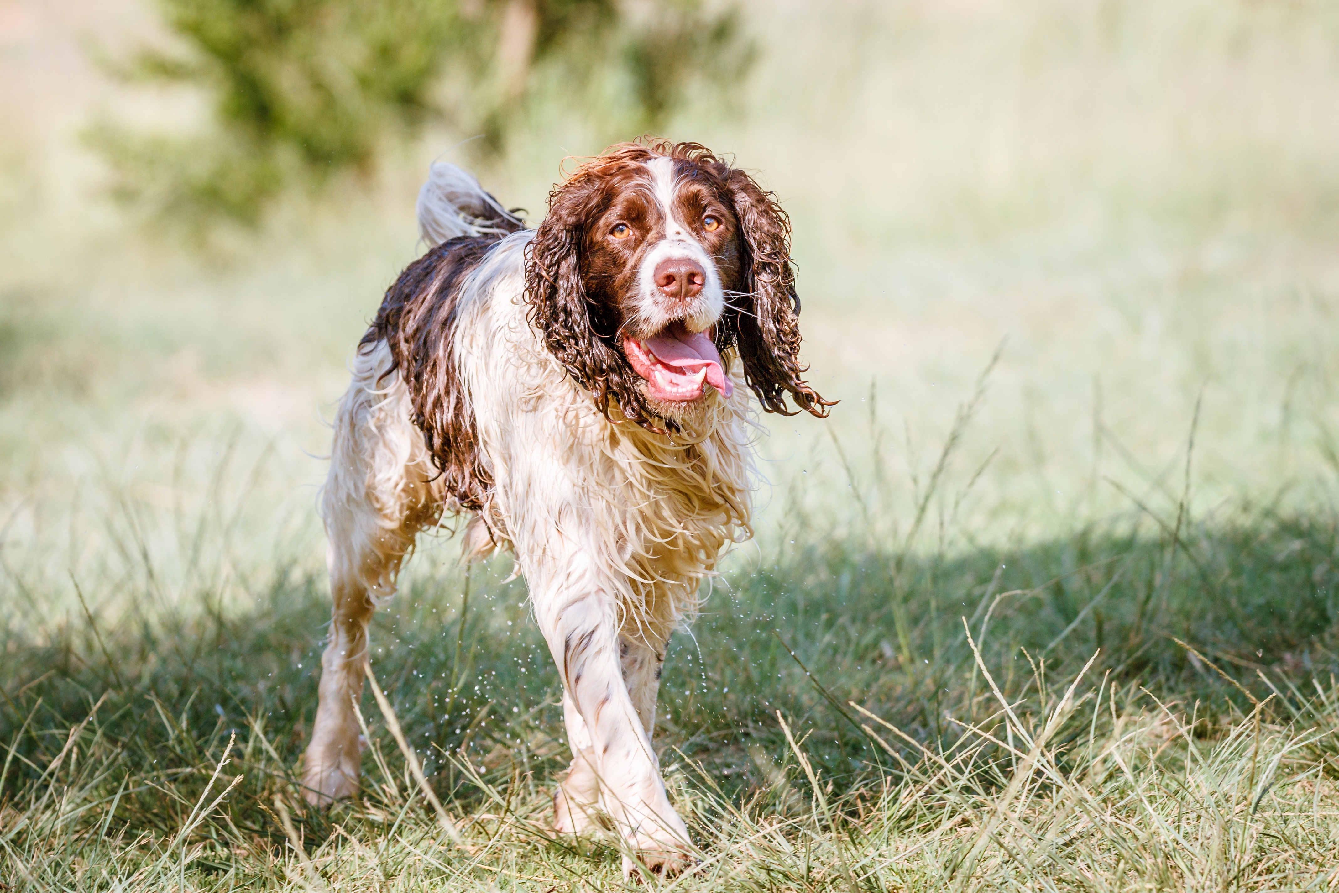 should i get a french spaniel