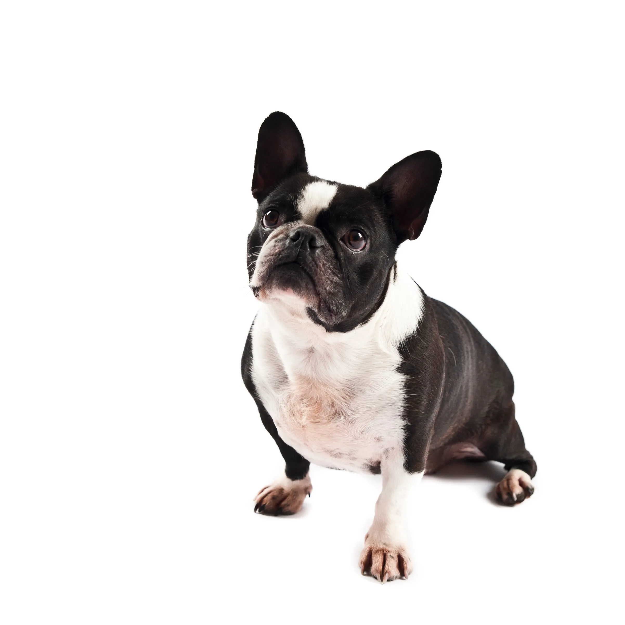 Frenchton: Boston Terrier-Französische Bulldogge Mix