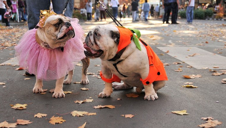10 Autumn Dog Activities Your Fur Kid Will Fall in Love With