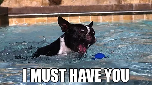 25 Funny Dog Memes: Part 4 - DogTime